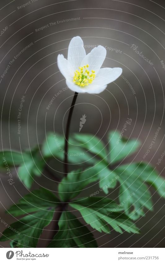 " Lonely " Calm Environment Nature Plant Spring Flower Leaf Blossom Wild plant Wood anemone Spring flower Anemone Brown Yellow Green White Colour photo