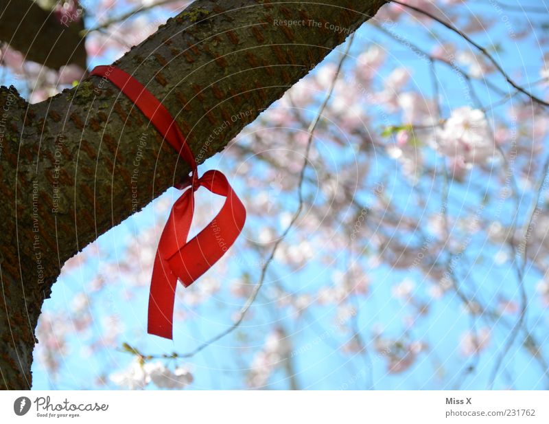 The red bow Nature Spring Beautiful weather Tree Leaf Blossom Blossoming Hang Solidarity Sign AIDS Bow Red Knot Branch Twigs and branches Cherry tree