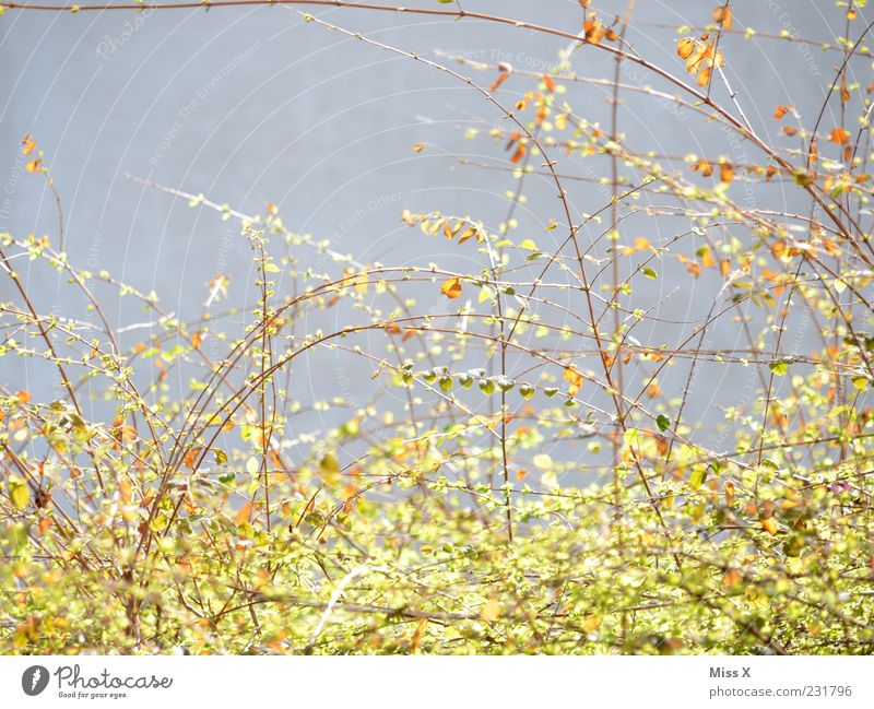 shoots Nature Spring Plant Bushes Leaf Blossoming Growth Light green Delicate Branch Twigs and branches Colour photo Exterior shot Deserted Copy Space left
