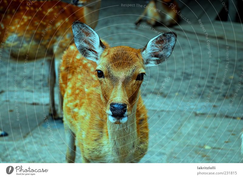 The japanese deer Wild animal 1 Animal Peaceful Caution Serene Esthetic Nature Exterior shot Close-up Looking into the camera Animal portrait Roe deer