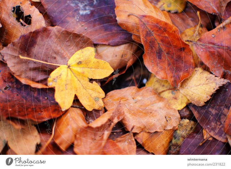 Autumn leafs Environment Nature Plant Leaf Mountain Emotions Determination Acceptance Safety (feeling of) Warm-heartedness Romance Freedom Peace Serene