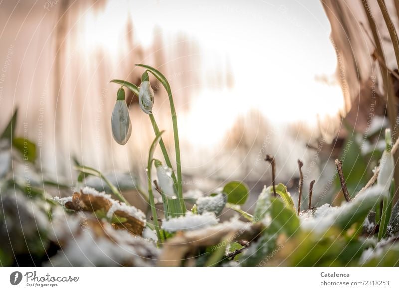 Over and under | the temperatures. Snowdrops in the snow in the evening Nature Plant Air Sunrise Sunset Sunlight Winter Beautiful weather Ice Frost Flower Leaf
