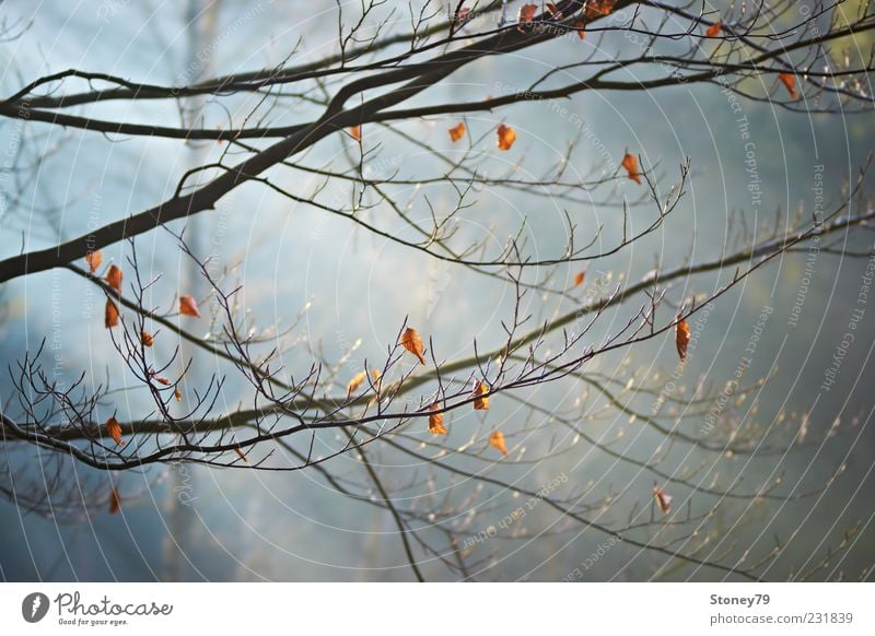 Branches in the light Nature Plant Sunlight Beautiful weather Fog Tree Leaf Twig Beech tree Forest Calm Colour photo Exterior shot Deserted Morning Light