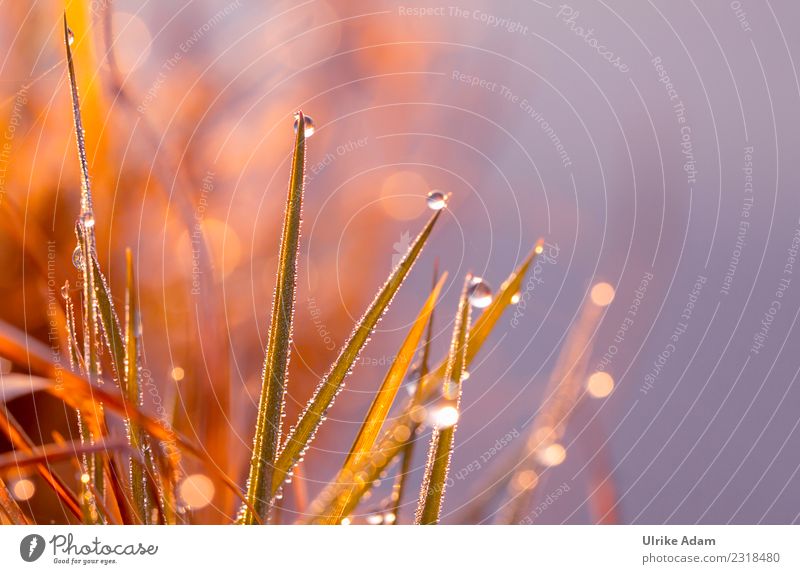 Drops on the blade of grass against the light Nature Plant Drops of water Spring Summer Autumn Rain Grass Blade of grass Meadow Glittering Illuminate Natural