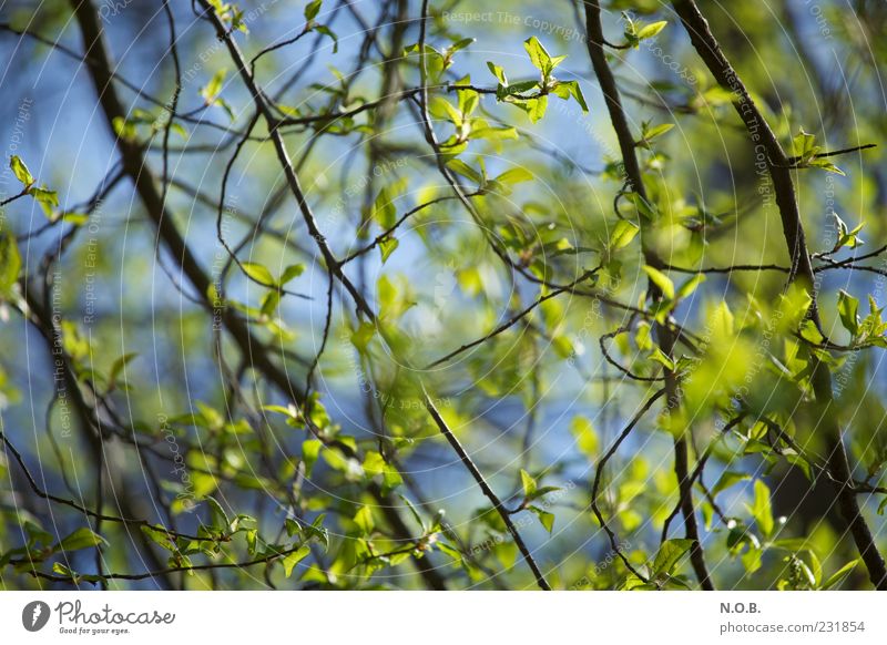 Fresh and happy Environment Nature Plant Sky Sunlight Spring Beautiful weather Tree Natural Blue Green Emotions Spring fever Colour photo Exterior shot Deserted
