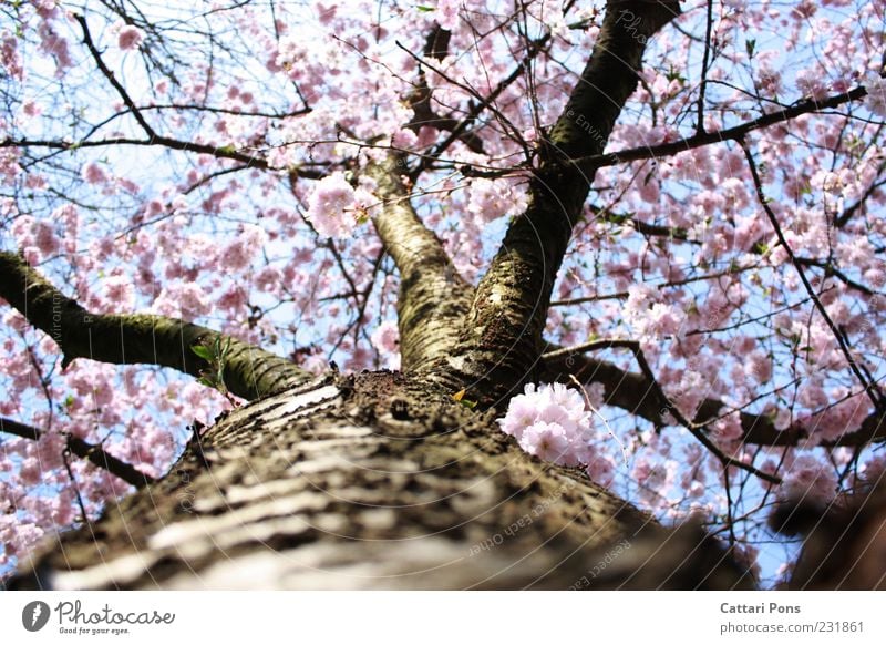 cherry blossom Nature Plant Tree Leaf Blossom Blossoming Growth Beautiful Pink Spring fever Tree bark Wood Tree trunk Cherry blossom Fresh Bright Colour photo