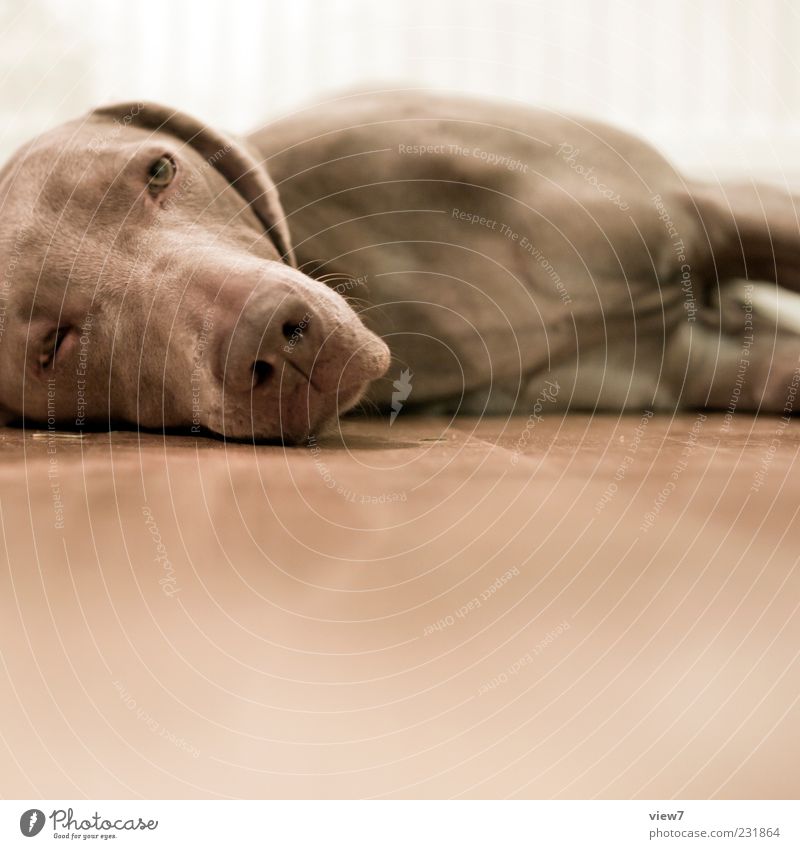 K.O. Animal Pet Dog Animal face 1 Wood Observe Relaxation To enjoy Lie Looking Sadness Esthetic Authentic Simple Brown Weimaraner Goof off Sleep Snout