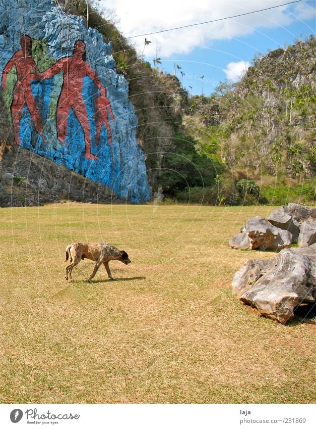 Dog in front of mural Art Painter Painting and drawing (object) Nature Landscape Elements Sky Clouds Beautiful weather Rock Valle de Viñales Animal Pet 1 Stone