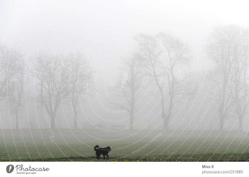 Wauzi in the fog Nature Landscape Weather Bad weather Fog Tree Park Meadow Pet Dog 1 Animal Running Dark Cold To go for a walk Promenade Walk the dog Dreary
