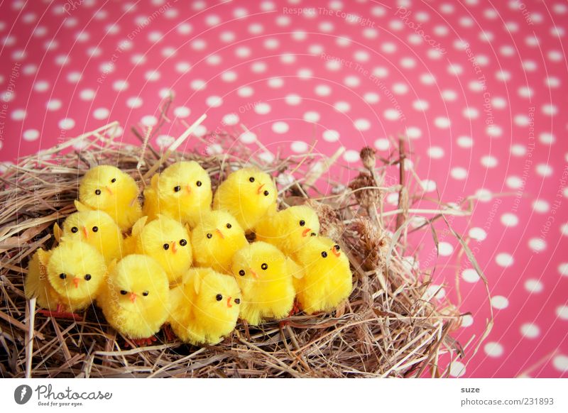 Twelve chickas Decoration Feasts & Celebrations Easter 12 Sit Small Funny Cute Beautiful Yellow Pink Chick Nest Straw Spotted Kitsch Colour photo Multicoloured