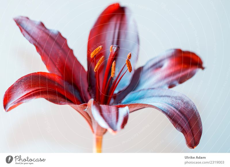 Macro of a dark red lily Wellness Life Harmonious Well-being Contentment Senses Relaxation Calm Meditation Funeral service Plant Spring Summer Autumn Winter