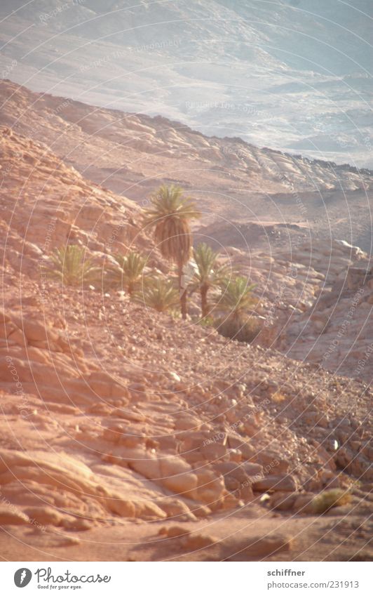 oasis Desert Oasis Hot Water Source Palm tree Warmth Badlands Extensive Stone Gravel Sand Sandstorm Habitat Vigor Far-off places Mirage Mount Sinai