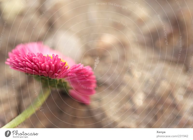 pink Plant Flower Blossom Daisy Green Pink Spring fever Colour photo Exterior shot Macro (Extreme close-up) Copy Space right Copy Space top Day Blur Deserted