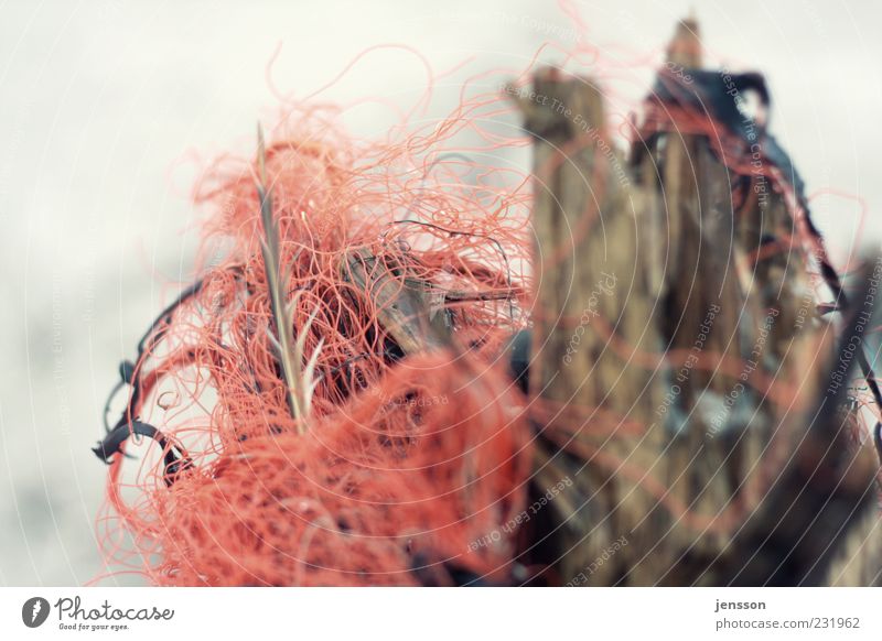 the red thread Environment Nature Wood Red Chaos Environmental pollution String Muddled Plastic Discovery Flotsam and jetsam Dirty Knot Untidy Colour photo