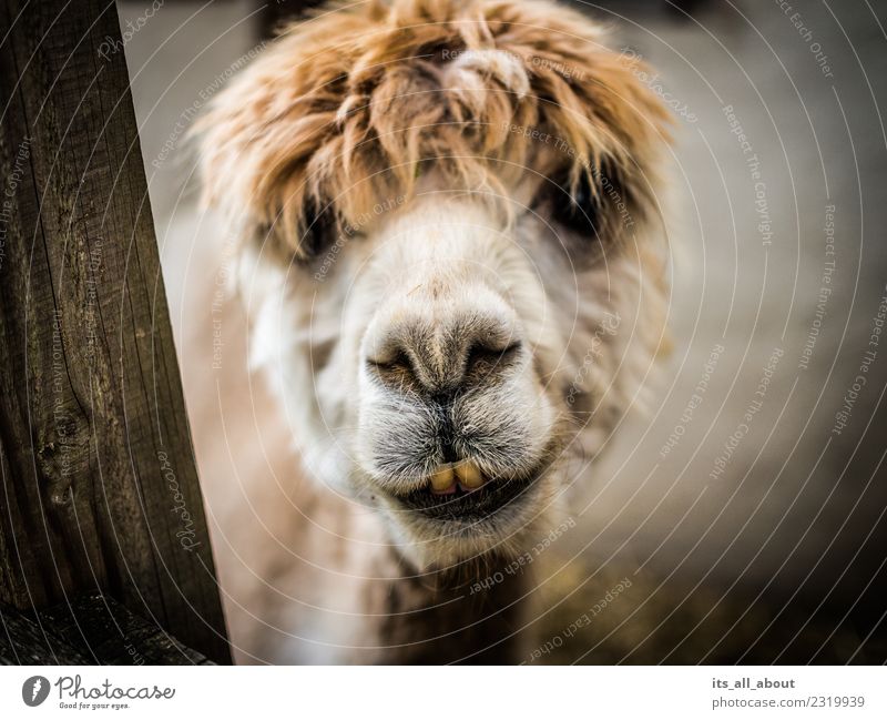 alpaca Animal Animal face Petting zoo Alpaca 1 Friendliness Funny Brown White Colour photo Subdued colour Exterior shot Close-up Copy Space left