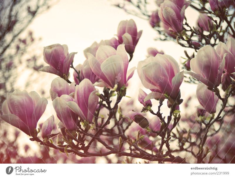 (I) May Nolien Environment Nature Plant Spring Leaf Blossom Magnolia tree Magnolia blossom Blossoming Fragrance Faded To dry up Growth Pink Moody Transience