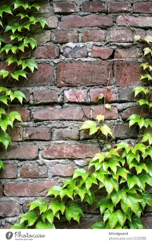 Leaf Me Alone Ivy Wall (barrier) Wall (building) Facade Stone Old Brown Gray Green Red Black White Mortar Seam Old building Colour photo Detail Deserted Day