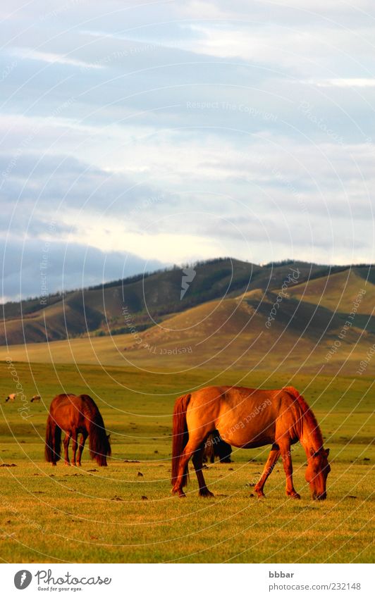 Landscape of horses on the grasslands Calm Mountain Environment Nature Plant Animal Sky Clouds Sunrise Sunset Sunlight Summer Beautiful weather Grass Meadow