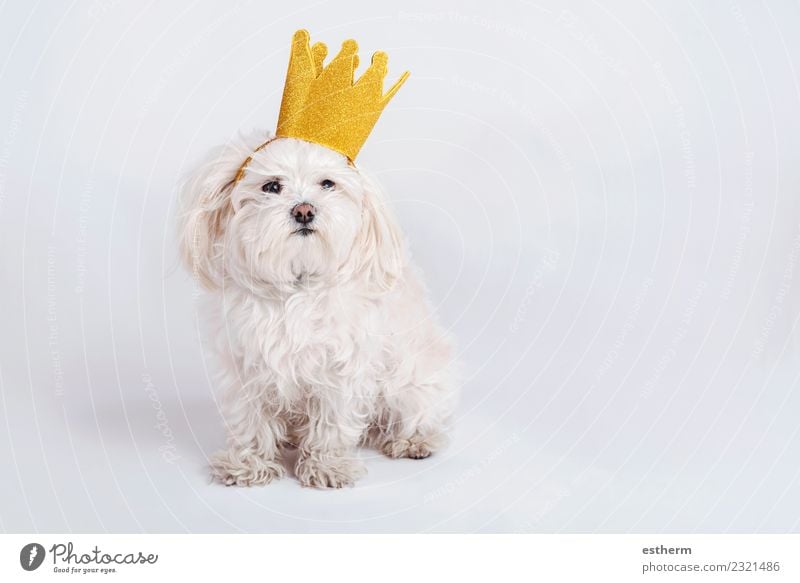 funny dog with crown on white background Animal Pet Dog 1 Sit Friendliness Happiness Happy Funny Sympathy Friendship Together Love Love of animals Adventure