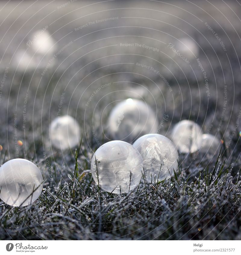 1600 | Ice bubbles V Environment Nature Plant Winter Frost Grass Garden Soap bubble Sphere Freeze Illuminate Lie Esthetic Exceptional Uniqueness Cold Round Gray