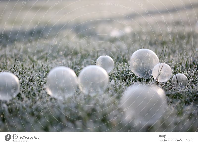 blow on the rocks Environment Nature Plant Winter Beautiful weather Ice Frost Grass Garden Soap bubble Freeze Illuminate Lie Exceptional Cold Gray Green White