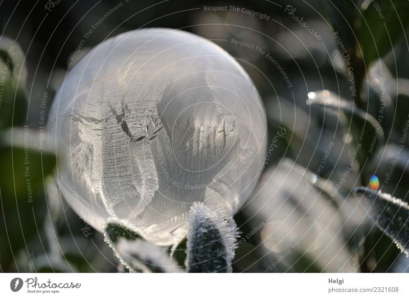 Ice bubble III Environment Nature Plant Winter Frost Leaf Garden Soap bubble Sphere Freeze Glittering Illuminate Lie Esthetic Exceptional Cold Natural Round