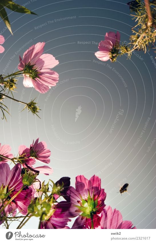 Flora & Fauna Environment Nature Landscape Plant Animal Cloudless sky Summer Beautiful weather Cosmos Garden Bee 1 Observe Movement Blossoming Flying Pink Red