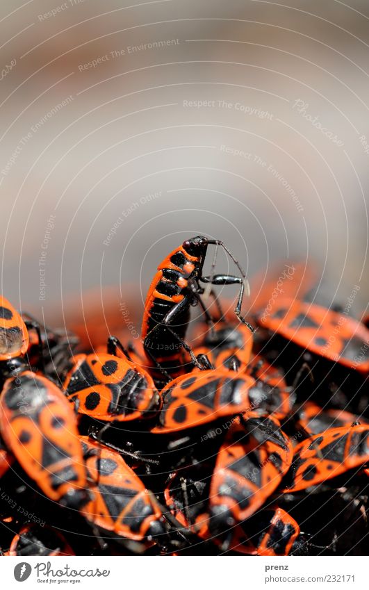 crawl group Animal Beetle Group of animals Flock Fight Red Black Heap Shell Legs Above Many Firebug Bug Fire-colored beetle Insect Worm's-eye view Crawl