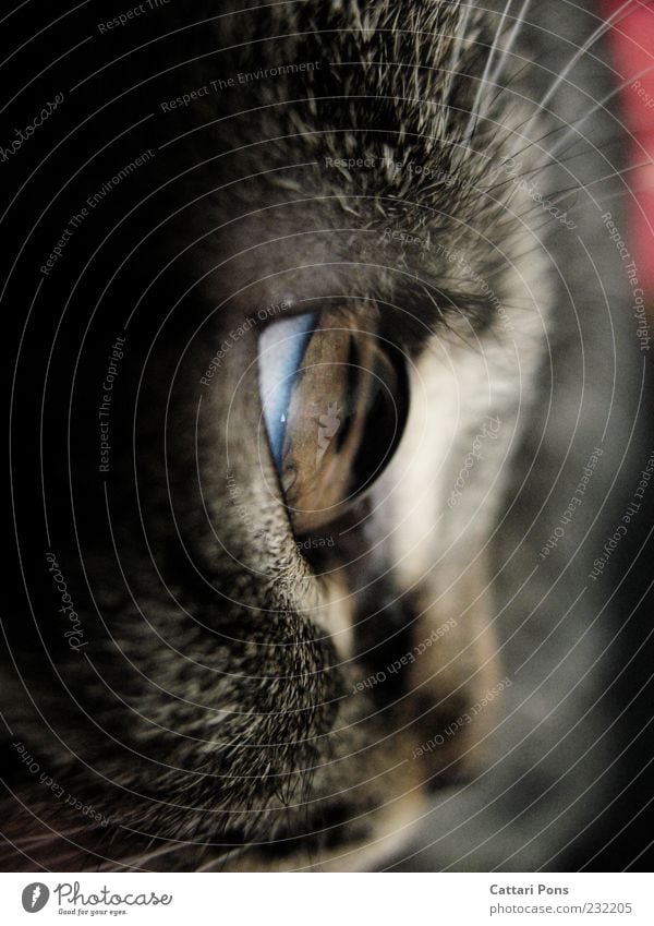 the Universe and Everything Pet Cat Observe Cat eyes Near Baby animal Looking Gray Domestic cat Eyelash Light Lens Optics Vaulting Pupil Pelt Iris Vessel
