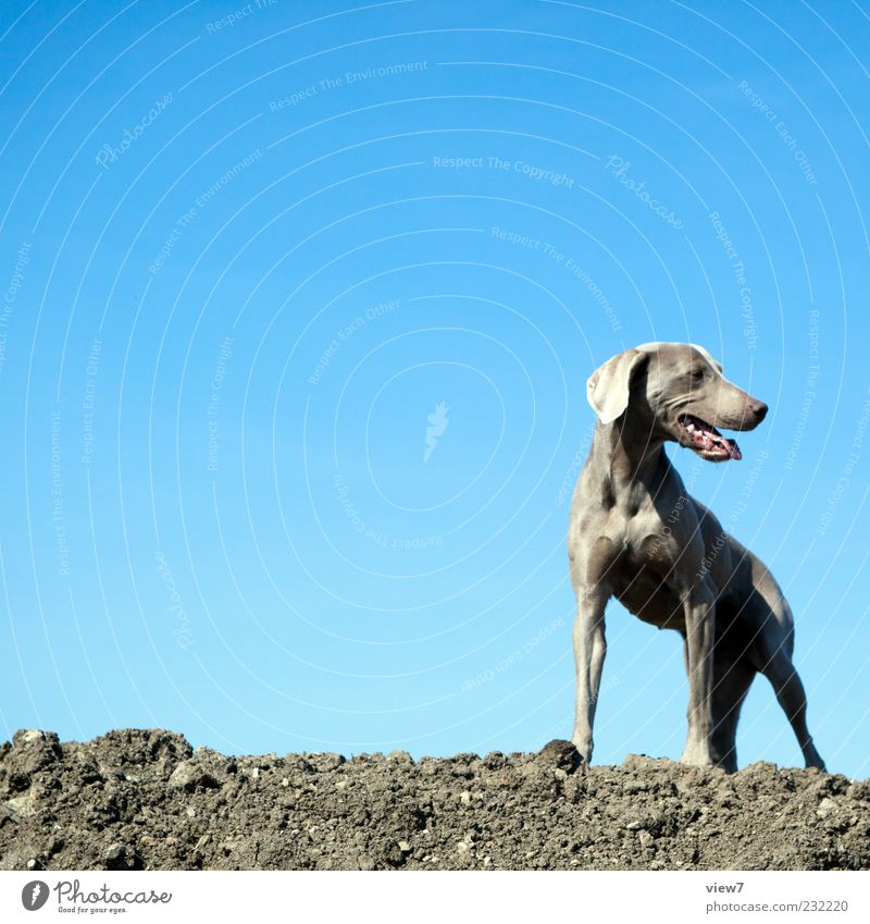 attack dog Sky Cloudless sky Climate Beautiful weather Animal Dog Animal face 1 Wait Authentic Simple Muscular Blue Brown Colour photo Exterior shot Detail