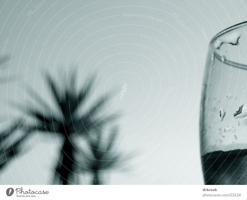 Swordfish in Spain Palm tree Beach Vacation & Travel Summer Relaxation Photographic technology Glass Detail macro sky Drops of water Black & white photo Sky