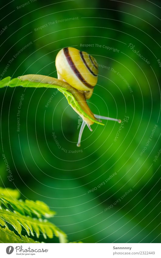 Snail elegant Animal 1 Observe Discover To hold on Hang Exceptional Uniqueness Near Natural Beautiful Yellow Green Spring fever Love of animals Curiosity