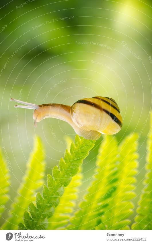 auger high seat Animal Snail 1 Exceptional Yellow Green Love of animals Serene Experience Contentment Happy Inspiration Creativity Nature Emphasis Balance