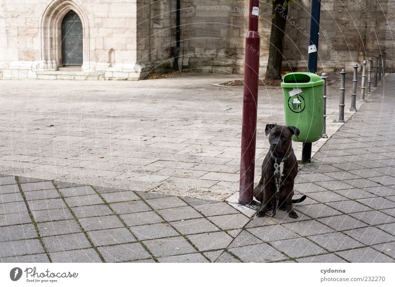 I'll be right back. Places Dog Loneliness Calm Safety Leash Dog lead Trash container Street lighting Sit Wait Longing attack dog Colour photo Exterior shot