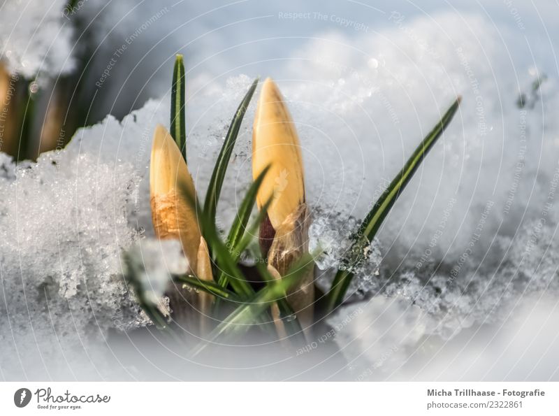 Crocuses between snow and ice Environment Nature Plant Sun Sunlight Spring Beautiful weather Ice Frost Snow Flower Leaf Blossom Spring flowering plant