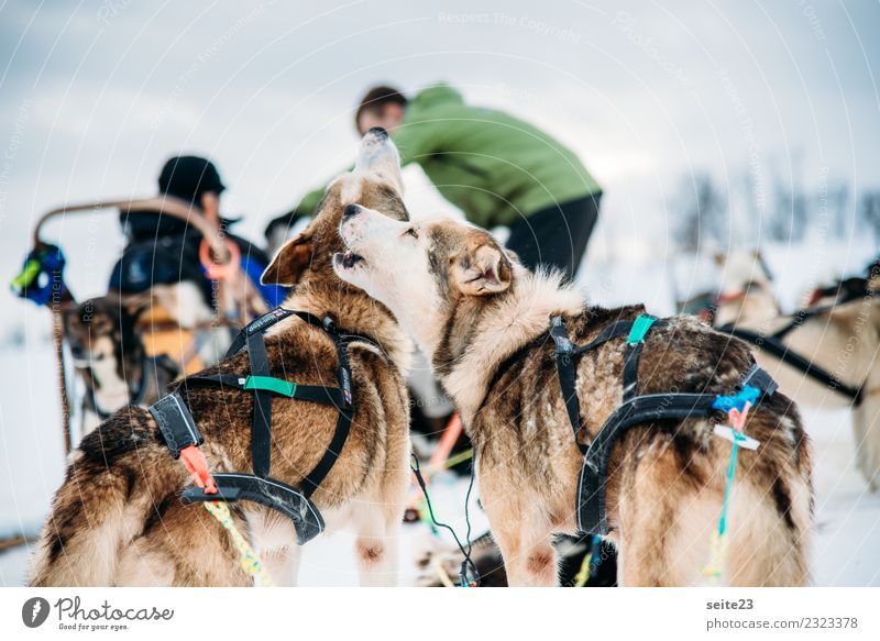 Howling huskies before the sleigh ride in Tromsö, Norway Husky Sledding Snow Action Adventure Sports White Winter Cold Dog Running Pull Cry Landscape Speed Pack