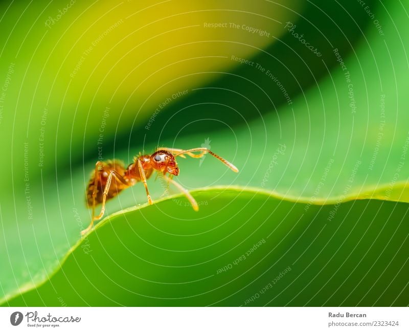 Brown Ant Close Up Details Nature Plant Animal Leaf Wild animal Animal face Small Green Red Insect eye background wildlife fauna close Wilderness Bug Abdomen