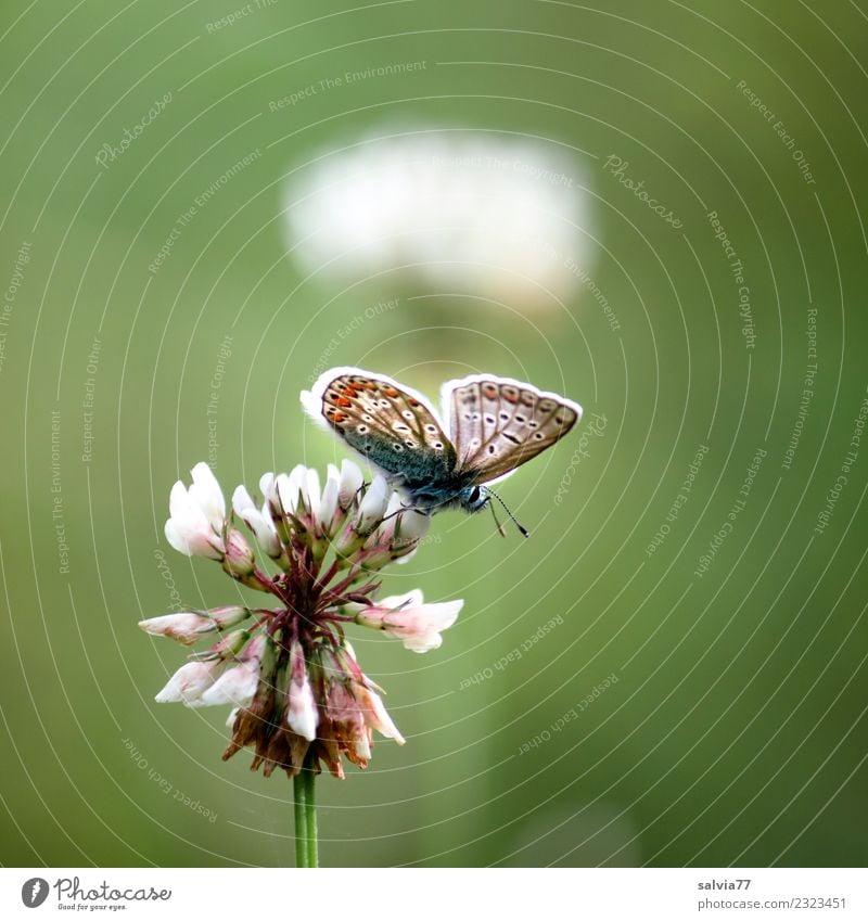 summer lightness Nature Summer Plant Flower Blossom White clover Meadow Wild animal Butterfly Insect Polyommatinae 1 Animal Above Positive Green Fragrance Happy
