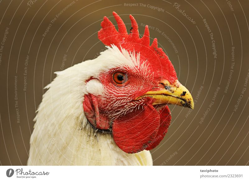 portrait of white hen on out of focus background Meat Nutrition Beautiful Face Woman Adults Nature Animal Bird Stand Dirty Natural Wild Red White Colour