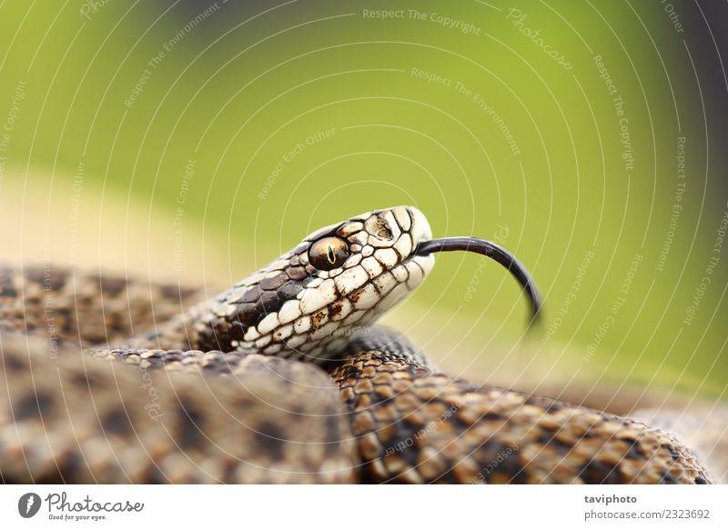 rare meadow viper portrait Beautiful Environment Nature Animal Meadow Snake Natural Wild Brown Fear Dangerous vipera ursinii rakosiensis adder Viper European