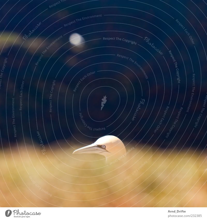 gannet Animal Wild animal Bird 1 Looking Head Northern gannet Colour photo Exterior shot Deserted Copy Space top Day Sunlight Shallow depth of field