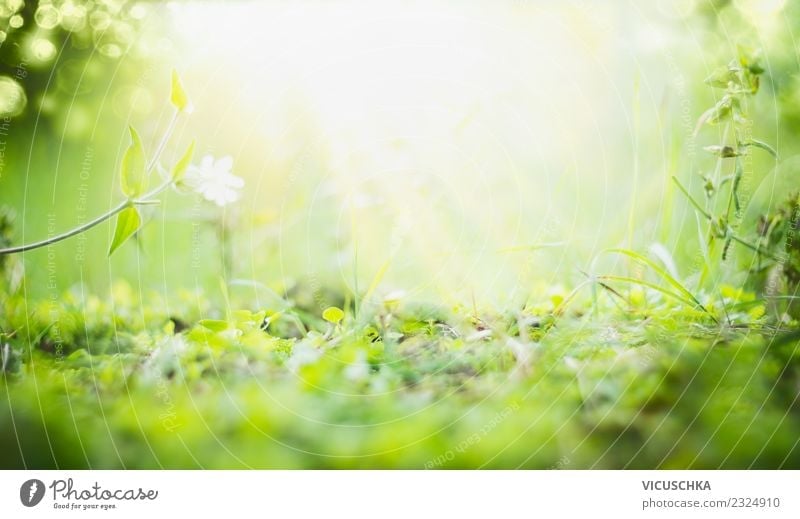 green spring background