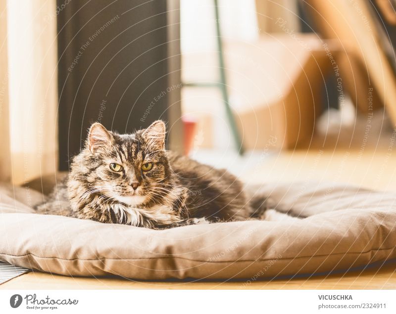 Old cat lies on blanket and looks into camera Lifestyle Living or residing Room Animal Pet Cat 1 Love of animals Design Ground Ceiling Colour photo