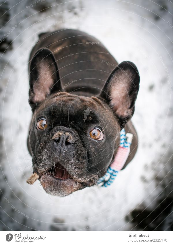 Grab it! Animal Pet Dog French Bulldog 1 Catch Colour photo Subdued colour Exterior shot Neutral Background Day Shallow depth of field Bird's-eye view