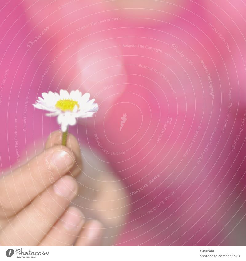 for you ... Spring Beautiful weather Flower Blossom Blossoming Pink Daisy Hand Fingers Stop Donate Exterior shot Close-up Copy Space right Blur