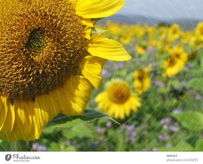 sunflower Sunflower Yellow Flower Green Plant Macro (Extreme close-up) Landscape