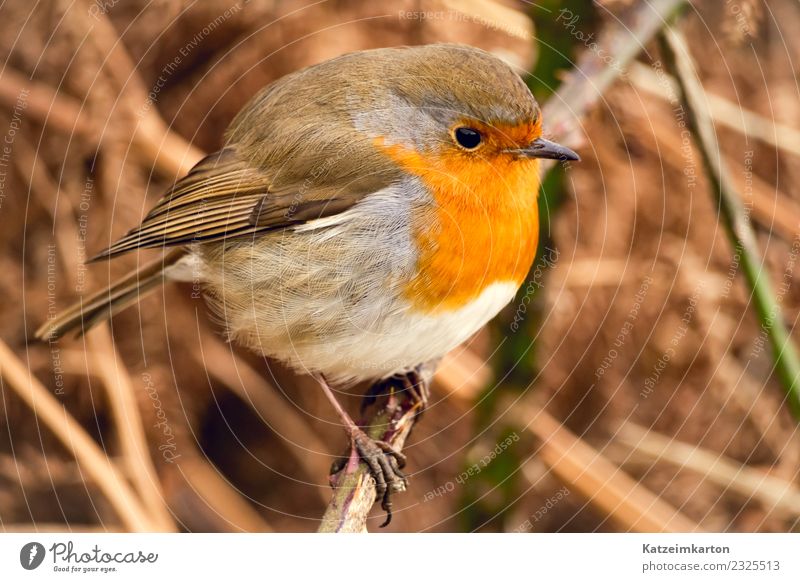 Portrait of a robin Nature spring bushes Animal Wild animal birds Grand piano 1 Observe To enjoy Crouch Stand Wait Esthetic Authentic luck already Small