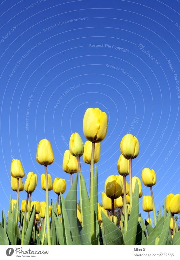towards the sun Nature Plant Cloudless sky Spring Beautiful weather Flower Tulip Leaf Blossom Blossoming Fragrance Growth Yellow Tulip field Tulip blossom