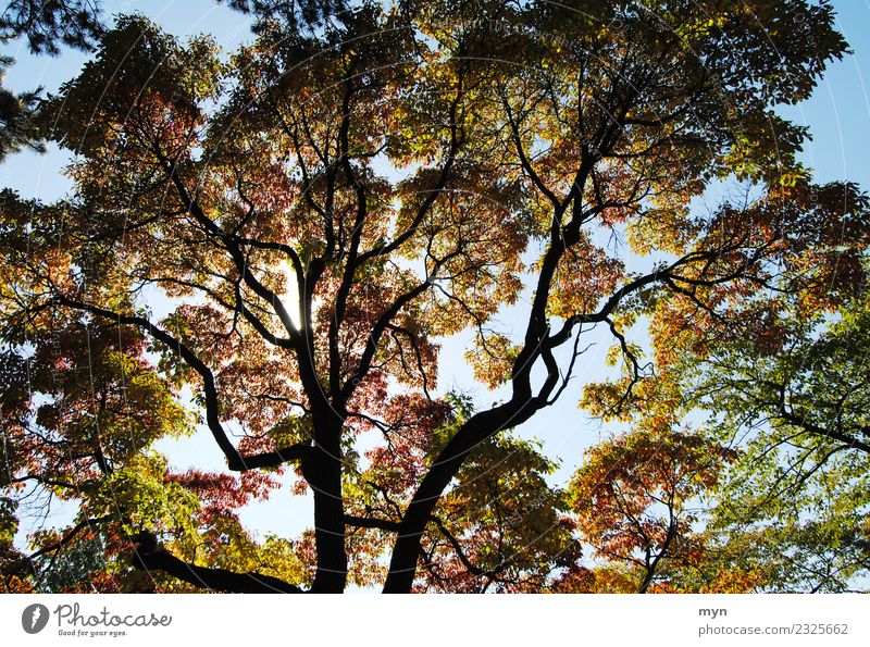 Canadian Autumn III Environment Nature Plant Sun Sunlight Tree Leaf Foliage plant Park Forest Virgin forest Wood Faded Esthetic Transience Multicoloured