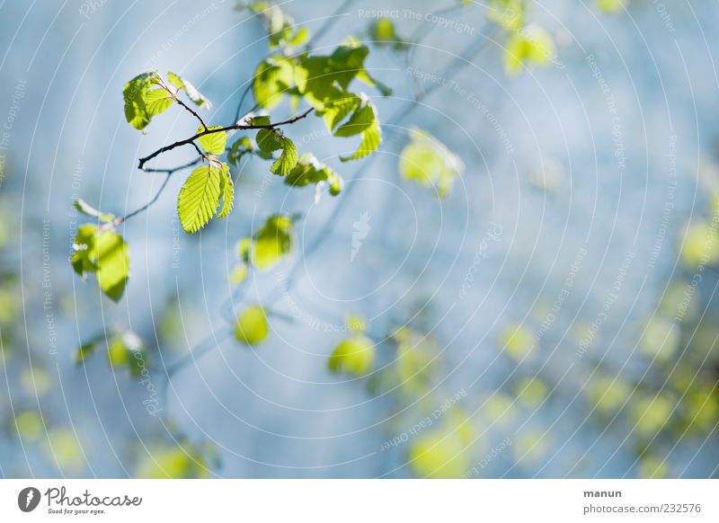 leaf green Nature Spring Leaf Spring colours Light green Twigs and branches Natural growth Growth Bright Beautiful Blue Green Spring fever Colour photo